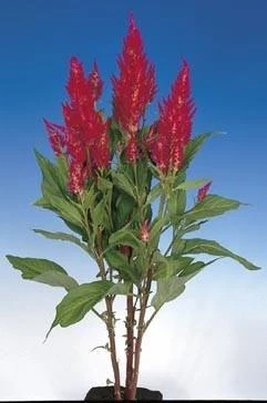CGASPL Celosia Plumosa Century Rose Flower Seeds 3 CGASPL Celosia Plumosa Century Rose Flower Seeds