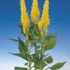 CGASPL Imported Flower Seeds Celosia Plumosa Century Yellow Flower Seeds