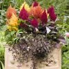 Benary Celosia Plumosa Fresh Look Mix Flower Seeds
