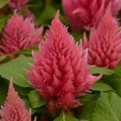 CGASPL Imported Flower Seeds Celosia Plumosa Ice Cream Salmon Flower Seeds