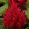 CGASPL Celosia Plumosa Ice Cream Cherry Flower Seeds Imported Flower Seeds