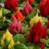 CGASPL Celosia Plumosa Ice Cream Mix Flower Seeds Imported Flower Seeds