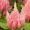 CGASPL Celosia Plumosa Ice Cream Pink Flower Seeds Imported Flower Seeds
