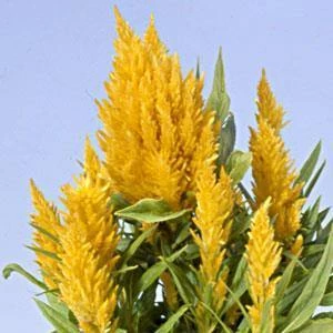 CGASPL Celosia Plumosa Ice Cream Yellow Flower Seeds 3 CGASPL Celosia Plumosa Ice Cream Yellow Flower Seeds