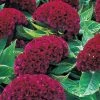 CGASPL Celosia Cristata Armor Purple Flower Seeds