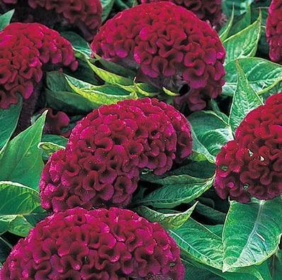 CGASPL Celosia Cristata Armor Purple Flower Seeds 3 CGASPL Celosia Cristata Armor Purple Flower Seeds