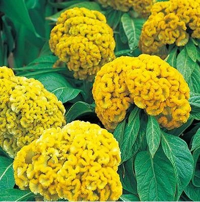CGASPL Imported Flower Seeds Celosia Cristata Armor Yellow Flower Seeds 3 CGASPL Imported Flower Seeds Celosia Cristata Armor Yellow Flower Seeds