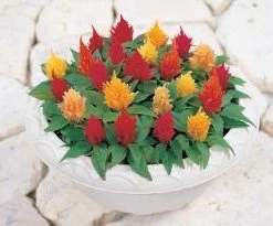 CGASPL Imported Flower Seeds Celosia Plumosa Yukata F1 Mix Flower Seeds