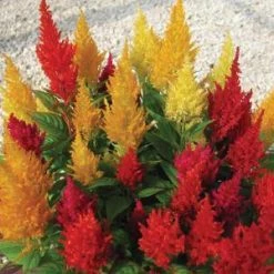 CGASPL Imported Flower Seeds Celosia Plumosa Century Mix Flower Seeds