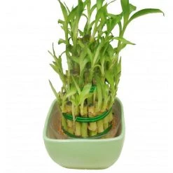CGASPL 3 Layer Lucky Bamboo With Green Ceramic Pot