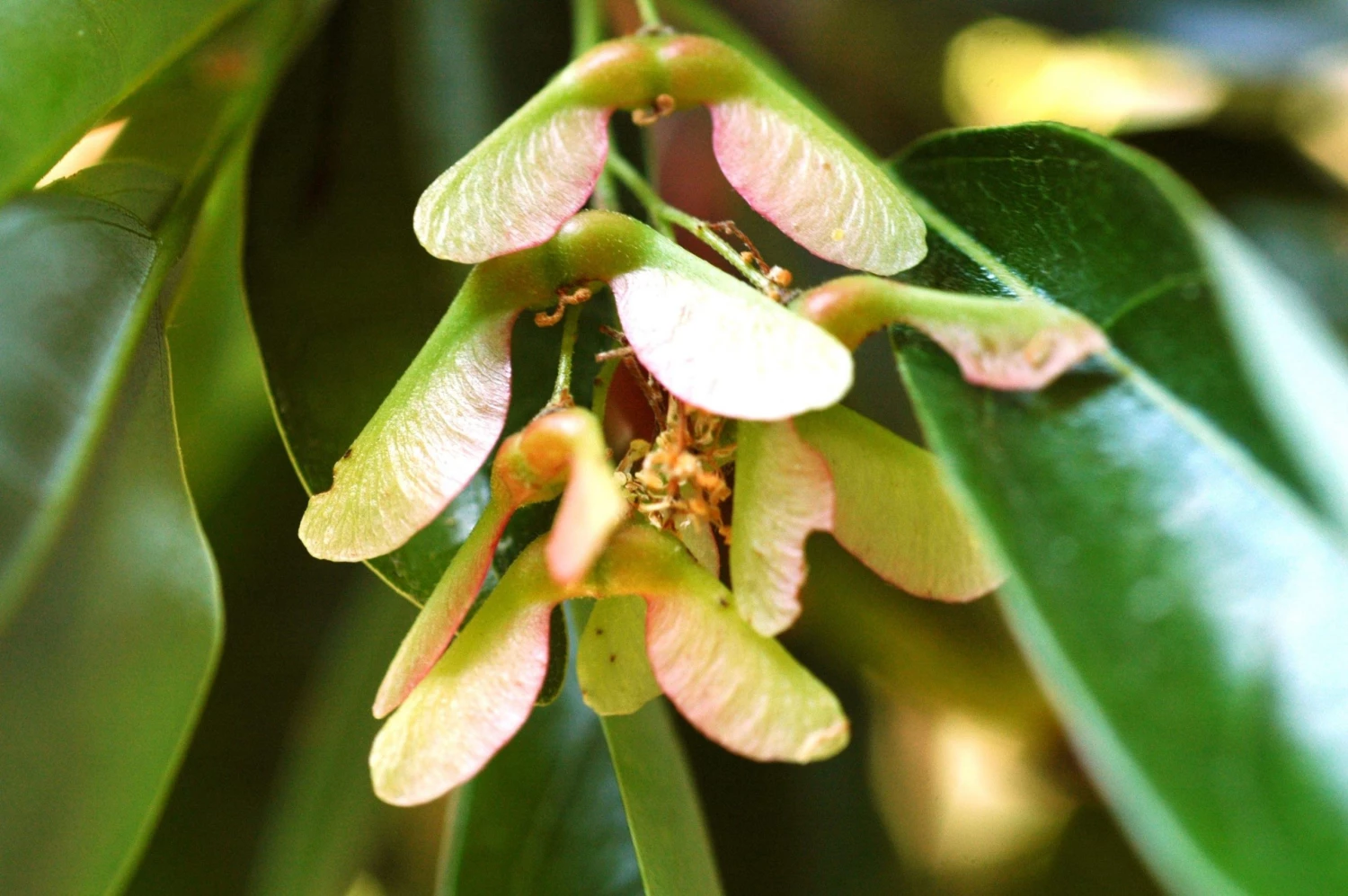 CGASPL Trees Of India Acer Oblongum(Qg) Seeds-1 Kg 3 CGASPL Trees Of India Acer Oblongum(Qg) Seeds-1 Kg