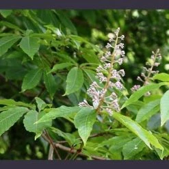 CGASPL Indica-India Horse Chestnut Seeds-1 Kg