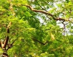CGASPL Trees Of India Albizia Richardiana Seeds-1 Kg
