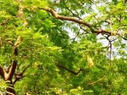 CGASPL Trees Of India Albizia Richardiana Seeds-1 Kg 3 CGASPL Trees Of India Albizia Richardiana Seeds-1 Kg