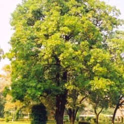 CGASPL Alstonia Scholaris (Chitwan) Seeds-1 Kg Trees Of India