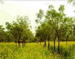 CGASPL Anogeissus Pendula Seeds-1 Kg