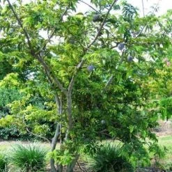 CGASPL Annona Squamosa Seeds-1 Kg