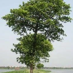 CGASPL Anthocephalus Indicus (A. Cadamba)(Qg) Seeds-1 Kg