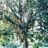 CGASPL Artocarpus Integrifolia Seeds-1 Kg Trees Of India