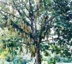 CGASPL Artocarpus Integrifolia Seeds-1 Kg Trees Of India