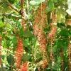 CGASPL Barringtonia Acutangula Seeds - 1 Kg Trees Of India