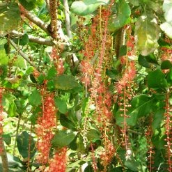 CGASPL Barringtonia Acutangula Seeds - 1 Kg Trees Of India