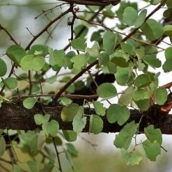 CGASPL Trees Of India Bauhinia Racemosa Seeds-1 Kg