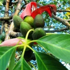 CGASPL Bombax Malabaricum (Qg) Seeds-1 Kg