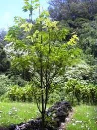 CGASPL Trees Of India Broussonetia Papyrifera Seeds-1 Kg 3 CGASPL Trees Of India Broussonetia Papyrifera Seeds-1 Kg