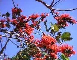 CGASPL Butea Adisa (B-monosperma) Seeds-1 Kg Trees Of India