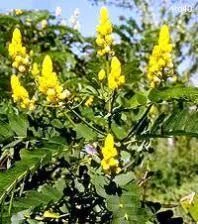 CGASPL Trees Of India Cassia Angustifolia (Qg) Seeds-1 Kg