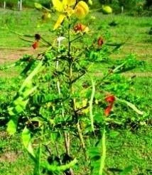 CGASPL Cassia Auriculata Seeds-1 Kg Trees Of India