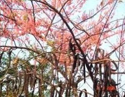 CGASPL Trees Of India Cassia Grandis (Qg) Seeds-1 Kg