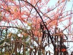 CGASPL Trees Of India Cassia Grandis (Qg) Seeds-1 Kg 4 CGASPL Trees Of India Cassia Grandis (Qg) Seeds-1 Kg