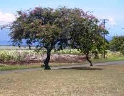 CGASPL Trees Of India Cassia Javancia (Qg) Seeds-1 Kg