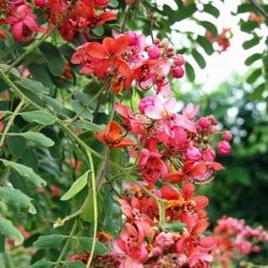 CGASPL Cassia Marginata (Qg) Seeds-1 Kg Trees Of India