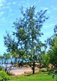 CGASPL Casuarina Equisetifolia Seeds - 1 Kg 3 CGASPL Casuarina Equisetifolia Seeds - 1 Kg