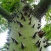 CGASPL Ceiba Pentandra(Qg Seeds-1 Kg