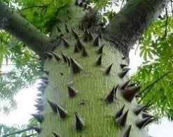 CGASPL Ceiba Pentandra(Qg Seeds-1 Kg