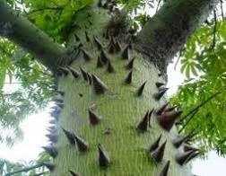 CGASPL Ceiba Pentandra(Qg Seeds-1 Kg 3 CGASPL Ceiba Pentandra(Qg Seeds-1 Kg