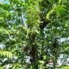 CGASPL Trees Of India Celtis Australis Seeds-1 Kg 2 CGASPL Trees Of India Celtis Australis Seeds-1 Kg