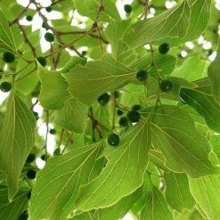 CGASPL Celtis Tetrandra Seeds-1 Kg Trees Of India
