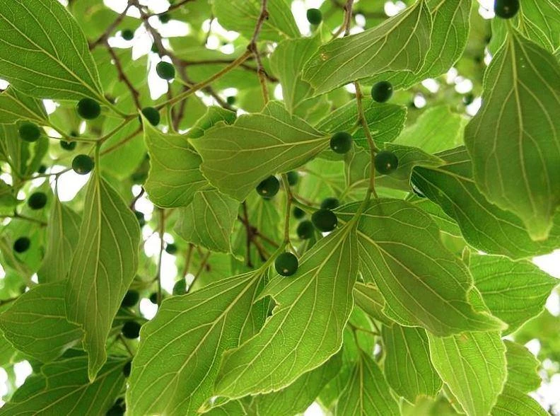 CGASPL Celtis Tetrandra Seeds-1 Kg Trees Of India 3 CGASPL Celtis Tetrandra Seeds-1 Kg Trees Of India