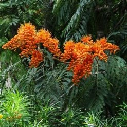 CGASPL Trees Of India Colvillea Racemosa Seeds-1 Kg