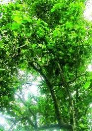 CGASPL Trees Of India Cordia Obliqua (AC. Wallichii) Seeds-1 Kg 3 CGASPL Trees Of India Cordia Obliqua (AC. Wallichii) Seeds-1 Kg