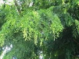 CGASPL Derris Robusta (Qg) Seeds-1 Kg 3 CGASPL Derris Robusta (Qg) Seeds-1 Kg