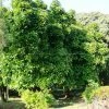CGASPL Trees Of India Dillenia Indica (Chilta) Seeds-1 Kg