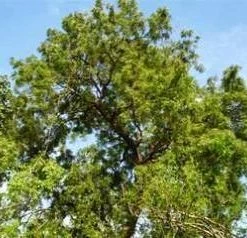 CGASPL Diospyros Melanoxylon Seeds-1 Kg Trees Of India