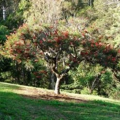 CGASPL Erythrina Indica-Coral Tree (Qg) Seeds-1 Kg Trees Of India