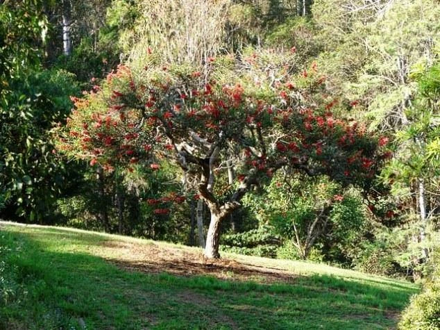 CGASPL Erythrina Indica-Coral Tree (Qg) Seeds-1 Kg Trees Of India 4 CGASPL Erythrina Indica-Coral Tree (Qg) Seeds-1 Kg Trees Of India